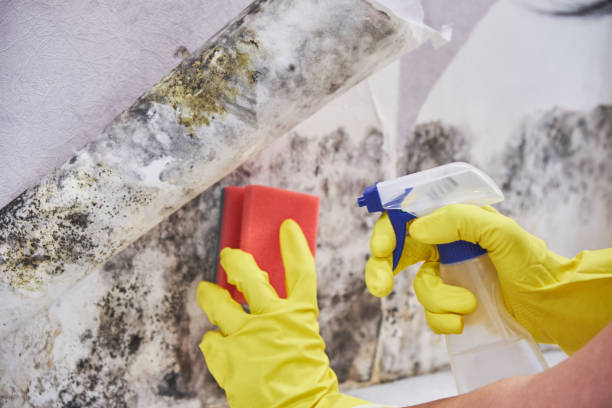 Best Real Estate Mold Inspection  in Gulfport, FL