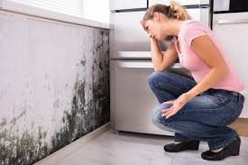 Environmental Consulting for Mold Prevention in Gulfport, FL